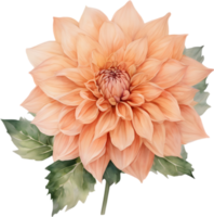 fermer de une épanouissement dahlia fleur. ai-généré. png