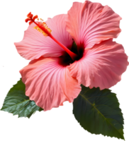 Close-up of a blooming hibiscus flower. AI-Generated. png