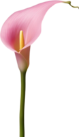 närbild av en calla lilja i en minimalistisk stil. ai-genererad. png