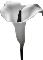 närbild av en calla lilja i en minimalistisk stil. ai-genererad. png