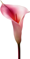 Close-up of a calla lily in a minimalist style. AI-Generated. png