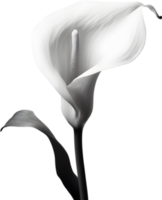 Close-up of a calla lily in a minimalist style. AI-Generated. png