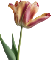 Nahansicht von ein Blühen Tulpe Blume. KI-generiert. png