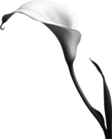 Nahansicht von ein Calla Lilie im ein minimalistisch Stil. KI-generiert. png