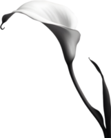 Close-up of a calla lily in a minimalist style. AI-Generated. png