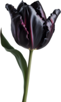 avvicinamento di un' fioritura tulipano fiore. ai-generato. png
