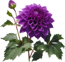 Close-up of a blooming dahlia flower. AI-Generated. png