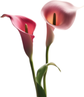 Close-up of a calla lily in a minimalist style. AI-Generated. png