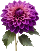 Close-up of a blooming dahlia flower. AI-Generated. png