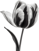 detailopname van een bloeiend tulp bloem. ai-gegenereerd. png