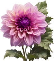 fermer de une épanouissement dahlia fleur. ai-généré. png