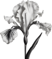 Close-up of a blooming iris flower. AI-Generated. png