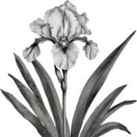 Close-up of a blooming iris flower. AI-Generated. png