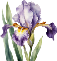 Close-up of a blooming iris flower. AI-Generated. png