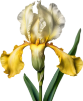 Close-up of a blooming iris flower. AI-Generated. png