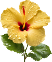 Close-up of a blooming hibiscus flower. AI-Generated. png