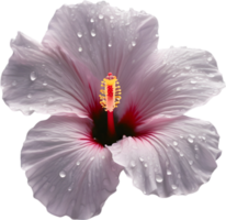 Close-up of a blooming hibiscus flower. AI-Generated. png