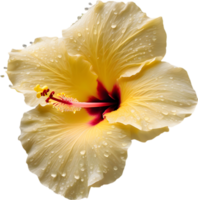 Close-up of a blooming hibiscus flower. AI-Generated. png