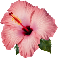 Close-up of a blooming hibiscus flower. AI-Generated. png