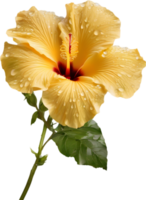 Close-up of a blooming hibiscus flower. AI-Generated. png