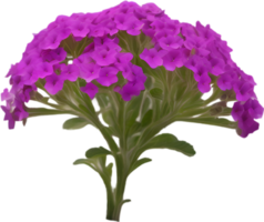 Close-up of a blooming desert sand verbena flower. AI-Generated. png