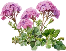 Close-up of a blooming desert sand verbena flower. AI-Generated. png