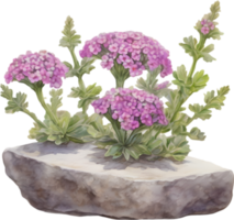 Close-up of a blooming desert sand verbena flower. AI-Generated. png