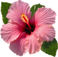 Close-up of a blooming hibiscus flower. AI-Generated. png