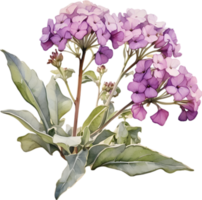 Close-up of a blooming desert sand verbena flower. AI-Generated. png