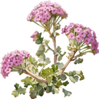 Close-up of a blooming desert sand verbena flower. AI-Generated. png