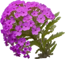 Close-up of a blooming desert sand verbena flower. AI-Generated. png