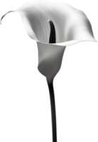 Close-up of a calla lily in a minimalist style. AI-Generated. png