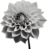 närbild av en blomning dahlia blomma. ai-genererad. png