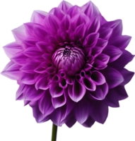 detailopname van een bloeiend dahlia bloem. ai-gegenereerd. png