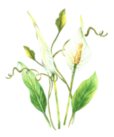 Tropic plant bouquet, leaves, bud, flowers, creeper, house plants, white Anthurium flowers, exotic tropical curly foliage. Clipart for card print. Watercolor painted illustration png