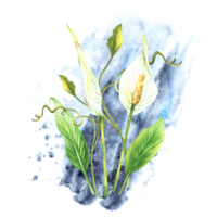 Tropic house plant arrangement, leaves, bud, flowers, creeper, white Anthurium, calla flowers, exotic curly greenery on watercolor splashes background. Clipart for card Painted illustration png