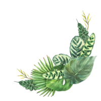 acquerello tropicale verde le foglie composizione, esotico casa pianta, Monstera palma, pianta rampicante varietà di foglia tipi. botanico design per saluto carta. mano disegnato illustrazione sfondo png