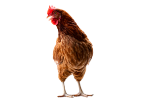 poulet, plein corps de marron poulet poule permanent isolé transparent arrière-plan, pose les poules Les agriculteurs concept. fichier png