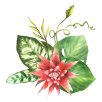 Tropical bouquet, bromeliad flower, palm leaf, calathea, exotic creeper, home plant leaves. Southern bud jungle greenery floral clipart. Watercolor hand drawn illustration background. png