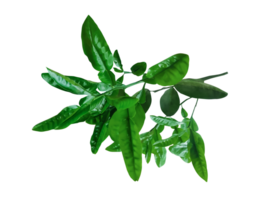 vert des haricots isolé sur blanc, branche de une usine, une vert citron plante branche avec feuilles sur il transplantation arrière-plans, png
