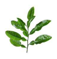 Grün Bohnen isoliert auf Weiss, Ast von ein Anlage, ein Grün Zitrone Pflanze Ast mit Blätter auf es Transplantation Hintergründe, png