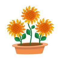 Sunflowers in flower pot. Isolated illustration. vector