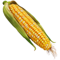 Realistic raw corn, transparent background png