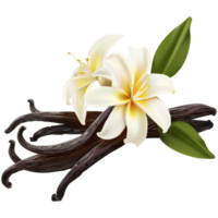 Realistic vanilla fruit and vanilla flowers, transparent background png