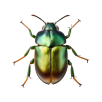 Green June beetle Isolated on Transparent Background png