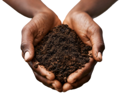 A closeup photo of an African American hands holding soil and compost. png