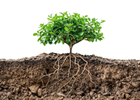 un' dettagliato Immagine di piccolo albero con radice sistema in crescita metropolitana. png