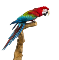 Red-and-green macaw perched on a branch png