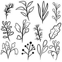outline black plants. doodle style simple spants elements vector