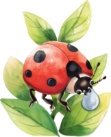 carino coccinella su goccia di rugiada acquerello png